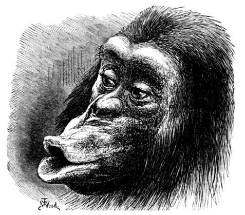 Chimpanse, enttaeuscht und muerrisch